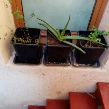 Ferienwohnung L'Authentique Pézenas Exterior foto
